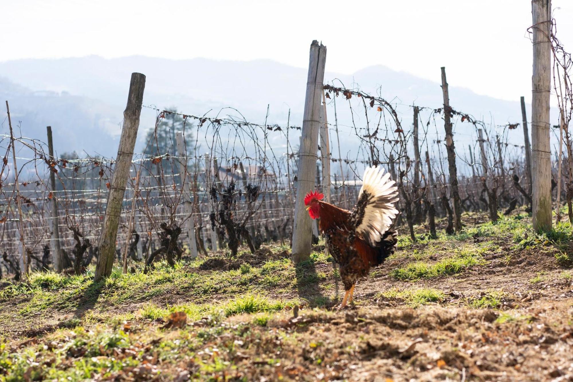 Pensjonat Vigne Di Fagnano 1709 Eco Relais Santo Stefano Belbo Zewnętrze zdjęcie